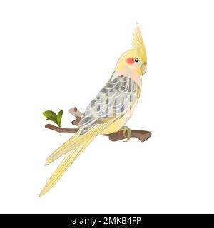 Lustiger Papagei Gelber Cockatiel niedlicher tropischer Vogel Aquarell Stil auf weißem Hintergrund Vintage Illustration editierbar Handzeichnen Stock Vektor