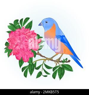 Kleiner Songbirdon Bluebird Soor und Pinkrhododendron Frühlingshintergrund Vintage Abbildung editierbare Handzeichnung Stock Vektor