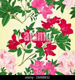 Nahtlose Struktur Zweig hellrosa und rote Blumen Rhododendron Gebirgsstrauch Vintage Illustration editierbar Handzeichnen Stock Vektor