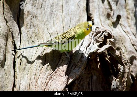 Der Sittich hat einen grünen Körper und einen gelben Kopf, seine Flügel sind schwarz und gelb. Stockfoto