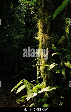 Vegetation im El Arenal National Park, Costa Rica, ein Ort voller Artenvielfalt Stockfoto