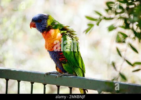 Der Regenbogenlorikeet steht auf einem Zaun Stockfoto