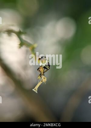 Robberfly mit Töten. Die Asilidae sind die Räuberfliegenfamilie, die auch als Killerfliegen bezeichnet wird. Stockfoto