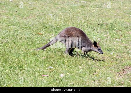 Das Sumpfkännchen ist ein mittelgroßes Känguru mit einem grauen und braunen Körper und einem langen Schwanz Stockfoto