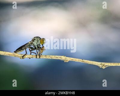 Robberfly mit Töten. Die Asilidae sind die Räuberfliegenfamilie, die auch als Killerfliegen bezeichnet wird. Sie sind mächtig. Stockfoto