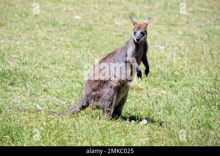 Das Sumpfkännchen ist ein mittelgroßes Känguru mit einem grauen und braunen Körper und einem langen Schwanz Stockfoto