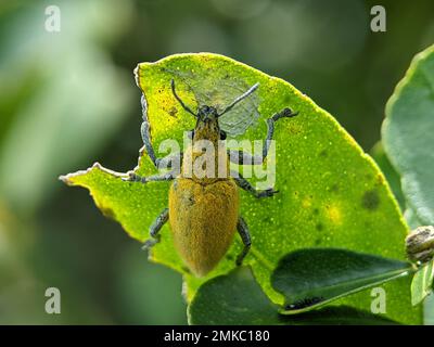 Gelbes Weevil auf grünem Blatt. Weevil, ein winziger Käfer, der Pflanzen und gelagertes Getreide enorm schädigt. Stockfoto