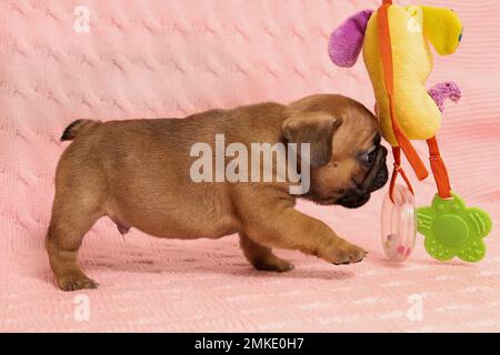 Сute kleiner Welpe der französischen Bulldogge züchtet nach einem Spielzeug Stockfoto