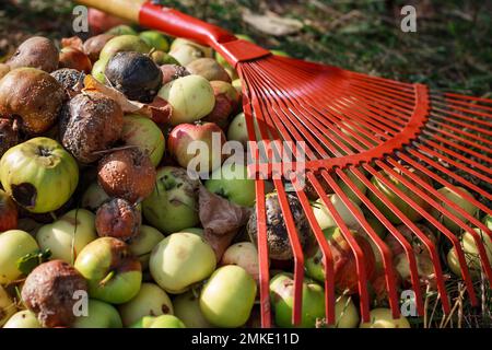 Nahaufnahme von rotem Rechen und faulen gefallenen grünen und braunen Äpfeln im Garten Stockfoto