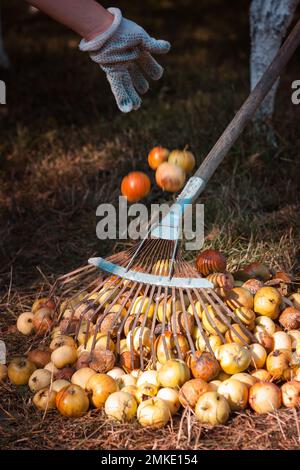 Gärtner, der einen Haufen verdorbener gefallener Äpfel harkt und einen weiteren in den Herbstgarten wirft Stockfoto