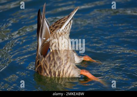 Weibliche Stockente, die an einem Sommertag unter der Wasseroberfläche in einem lokalen Teich nach Nahrung taucht. Stockfoto