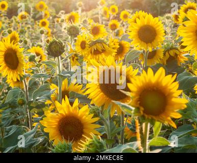 Leuchtend gelbe Sonnenblumen blühen auf einem Feld in Lititz, PA Stockfoto