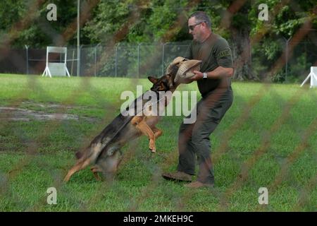 Offizier Ervin Ormond, militärischer Hundeführer bei der Marine Corps Air Station Cherry Point Provost Marshal's Office, führt im Rahmen der Führung von Leadership Craven durch die Marine Corps Air Station (MCAS) Cherry Point, North Carolina, 8. September 2022, ein kontrolliertes Angriffstraining durch. Dieses Jahresprogramm wird von der Handelskammer des Gebiets New Bern durchgeführt und vermittelt lokalen Führungskräften, Unternehmern und Fachleuten Kenntnisse über die wirtschaftlichen und sozialen Auswirkungen ihrer benachbarten Marine Corps-Installation. Stockfoto