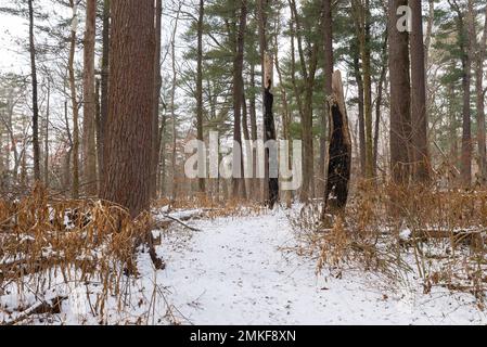 Winterlandschaft auf dem Whispering Pines Trail im White Pines Forest State Park, Illinois, USA. Stockfoto