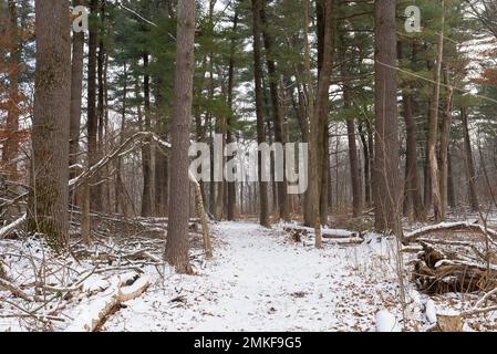 Winterlandschaft auf dem Whispering Pines Trail im White Pines Forest State Park, Illinois, USA. Stockfoto