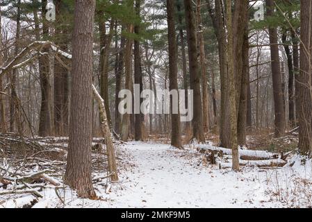 Winterlandschaft auf dem Whispering Pines Trail im White Pines Forest State Park, Illinois, USA. Stockfoto