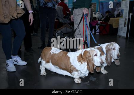 New York, USA. 28. Januar 2023. Drei Basset Hounds werden in der American Kennel Club „Meet the Breeds“ Hundeshow im Jacob Javitz Center, New York, NY, am 28. Januar 2023 umhergeführt. Die Veranstaltung zeigt Hunderte verschiedener Rassen, mit denen Menschen am 28. Und 29. Januar im Jacob Javitz Center interagieren können. (Foto: Anthony Behar/Sipa USA) Guthaben: SIPA USA/Alamy Live News Stockfoto