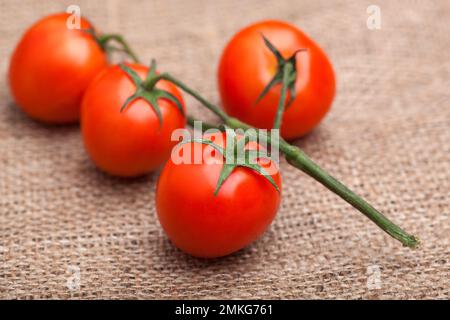 Zweig der frischen Tomaten auf dem Absacken Stockfoto