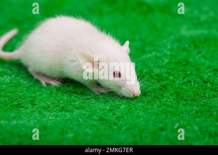 Weiße Maus auf einem grünen Rasen Hintergrund Stockfoto