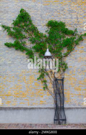 Grüner Efeu in Form eines Baumes erstreckt sich entlang einer Ziegelwand, Straßenlampe Stockfoto