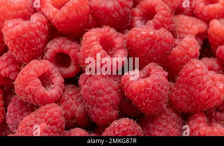 Frischer und süßer Himbeeren Hintergrund. Frische, reife Himbeere aus biologischem Anbau. Strauß rote rosa Himbeeren. Draufsicht Stockfoto