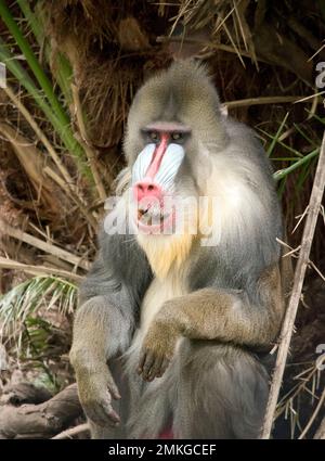 Der Mandrill ruht aus und beobachtet die Umgebung Stockfoto