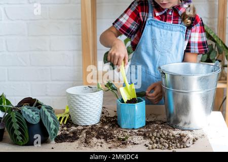 Ein Mädchen transplantiert einen Potted Houseplant Philodendron in einen neuen Boden mit Drainage. Topfpflanzenpflege, Bewässerung, Düngung, von Hand die Mischung w bestreuen Stockfoto