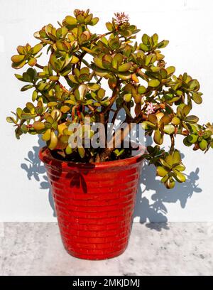 Crassula Ovata Jade Pflanzen Geld Baum in rotem Topf Stockfoto