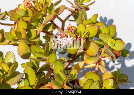 Crassula ovata Sukkulente Pflanze mit kleiner rosa-weißer Blüte aus der Nahaufnahme Stockfoto