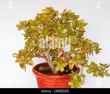 Crassula Ovata Jade Sukkulente Pflanze auf einem topfisolierten weißen Hintergrund Stockfoto