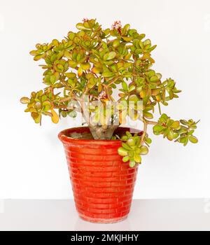 Money Tree Crassula Ovata Pflanze in rotem Topf auf weißem, isoliertem Hintergrund Stockfoto