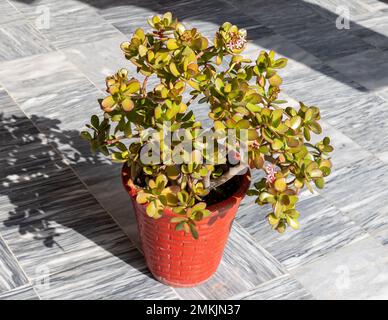 Jadepflanze in einem roten, wunderschönen Terrakotta-Topf Stockfoto