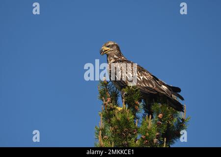 Ein junger Weißkopfseeadler, Haliaeetus leucocephalus, ruht im ersten Jahr auf einer grünen Kiefer, Big Springs, Island Park, Idaho Stockfoto