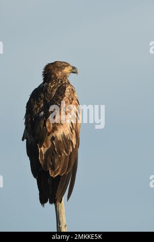 Ein Jugendlicher, im ersten Jahr ruht Weißkopfseeadler auf einer Baumspitze in Big Springs, Henry's Fork, Snake River, Island Park, Fremont County, Idaho, USA Stockfoto