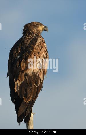 Ein Jugendlicher, im ersten Jahr ruht Weißkopfseeadler auf einer Baumspitze in Big Springs, Henry's Fork, Snake River, Island Park, Fremont County, Idaho, USA Stockfoto