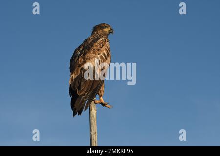 Ein Jugendlicher, im ersten Jahr ruht Weißkopfseeadler auf einer Baumspitze in Big Springs, Henry's Fork, Snake River, Island Park, Fremont County, Idaho, USA Stockfoto