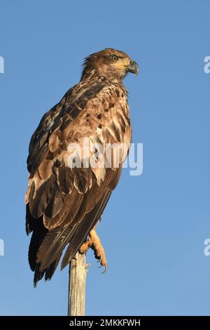 Ein Jugendlicher, im ersten Jahr ruht Weißkopfseeadler auf einer Baumspitze in Big Springs, Henry's Fork, Snake River, Island Park, Fremont County, Idaho, USA Stockfoto