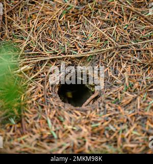 Ein Wespenloch im Wald im Boden, um die umgefallenen Nadeln von Nadelbäumen, ein perfekter Kreis des Lochs im Boden. Stockfoto