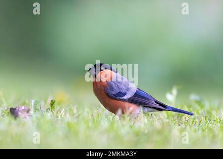 Männlicher Eurasischer Bullfinch [ Pyrrhula pyrrhula ] auf dem Rasen, fotografiert vom Boden aus/von unten Stockfoto