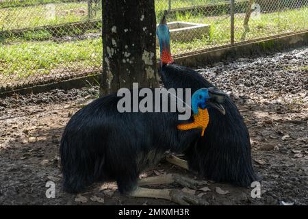 cassowary-Vogel in einem Käfig in der Zoolandschaft Stockfoto
