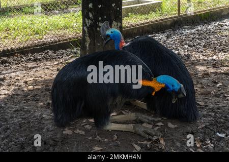 cassowary-Vogel in einem Käfig in der Zoolandschaft Stockfoto