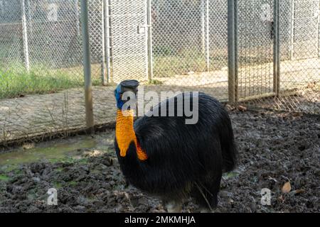 cassowary-Vogel in einem Käfig in der Zoolandschaft Stockfoto