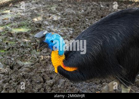 cassowary-Vogel in einem Käfig in der Zoolandschaft Stockfoto