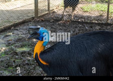 cassowary-Vogel in einem Käfig in der Zoolandschaft Stockfoto
