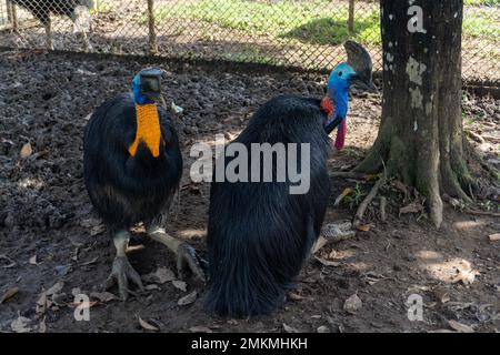 cassowary-Vogel in einem Käfig in der Zoolandschaft Stockfoto