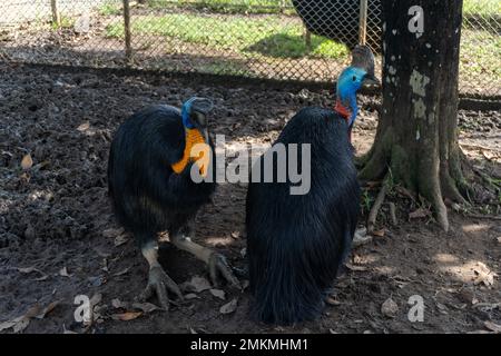 cassowary-Vogel in einem Käfig in der Zoolandschaft Stockfoto