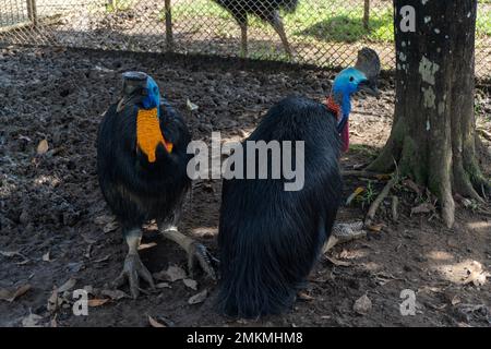 cassowary-Vogel in einem Käfig in der Zoolandschaft Stockfoto
