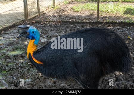 cassowary-Vogel in einem Käfig in der Zoolandschaft Stockfoto