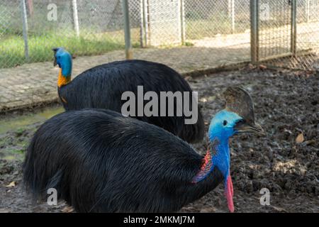 cassowary-Vogel in einem Käfig in der Zoolandschaft Stockfoto