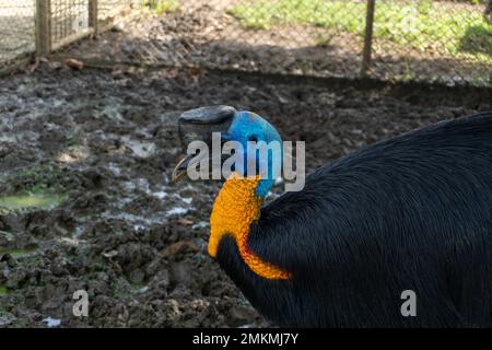 cassowary-Vogel in einem Käfig in der Zoolandschaft Stockfoto
